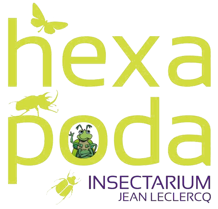 Hexapoda